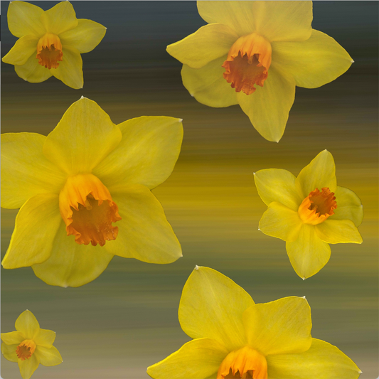Daffodils 1 Art Print